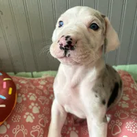 Puppy male harlequin # 3, a male Great Dane for sale in Honesdale, PA – Photo 1 of 7