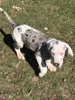 Puppy male harlequin # 3, a male Great Dane for sale in Honesdale, PA – Photo 3 of 6