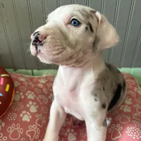 Puppy male harlequin # 3, a male Great Dane for sale in Honesdale, PA – Photo 3 of 7