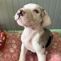 Puppy male harlequin # 3, a male Great Dane for sale in Honesdale, PA – Photo 4 of 7