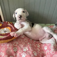 Puppy male harlequin # 3, a male Great Dane for sale in Honesdale, PA – Photo 7 of 7