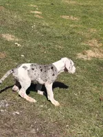 Puppy male harlequin # 3, a male Great Dane for sale in Honesdale, PA – Photo 4 of 6