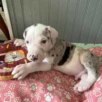 Puppy male harlequin # 3, a male Great Dane for sale in Honesdale, PA – Photo 5 of 7