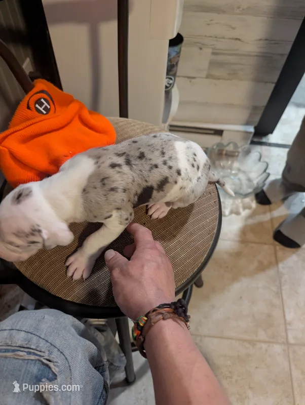 Puppy male harlequin # 3