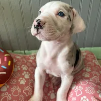 Puppy male harlequin # 3, a male Great Dane for sale in Honesdale, PA – Photo 2 of 7