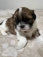 Baby female , a female Shih Tzu for sale in Honesdale, PA – 2 of 3