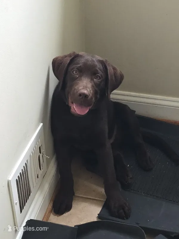 pipo – Labrador Retriever puppy for sale in Crozet, VA