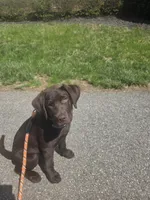 pipo, a male Labrador Retriever for sale in Crozet, VA – 4 of 8