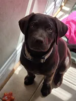 pipo, a male Labrador Retriever for sale in Crozet, VA – 3 of 8