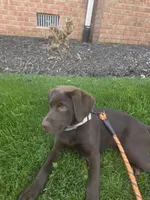 pipo, a male Labrador Retriever for sale in Crozet, VA – 5 of 8