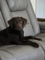 pipo, a male Labrador Retriever for sale in Crozet, VA – 7 of 8