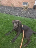 pipo, a male Labrador Retriever for sale in Crozet, VA – 6 of 8