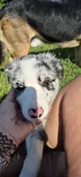 Puppy, a male Border Collie for sale in Marcellus, MI – 4 of 4