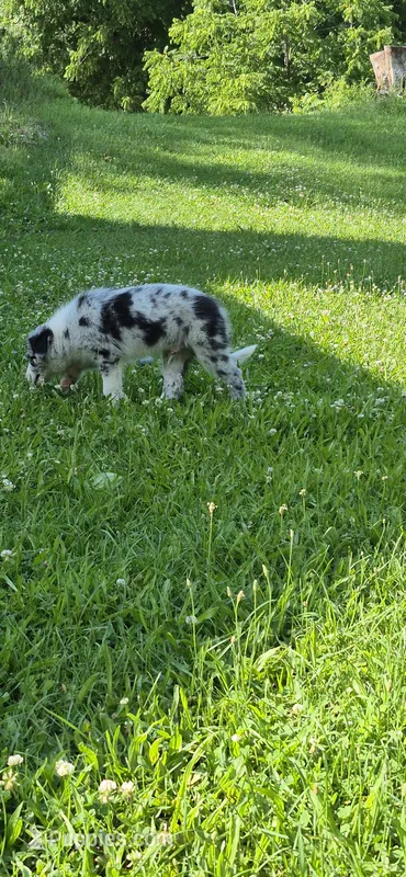 Puppy – Border Collie puppy for sale in Marcellus, MI