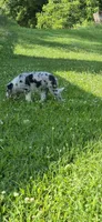 Puppy, a male Border Collie for sale in Marcellus, MI – 1 of 4