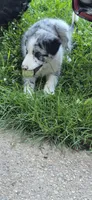 Turbo, a male Border Collie for sale in Marcellus, MI – 6 of 6