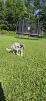 Puppy, a male Border Collie for sale in Marcellus, MI – 3 of 4