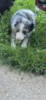 Turbo, a male Border Collie for sale in Marcellus, MI – 5 of 6