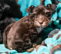 King, a male Miniature Schnauzer for sale in Blum, TX – 2 of 6
