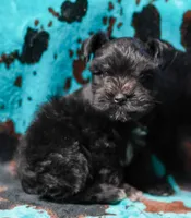 Duke, a male Miniature Schnauzer for sale in Blum, TX – 5 of 5