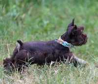 Toy/Tootsie roll, a female Miniature Schnauzer for sale in Blum, TX – 4 of 9