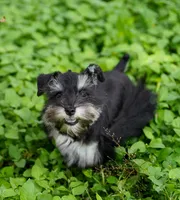 Romeo, a male Miniature Schnauzer for sale in Blum, TX – 5 of 10