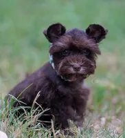 Toy/Tootsie roll, a female Miniature Schnauzer for sale in Blum, TX – 9 of 9