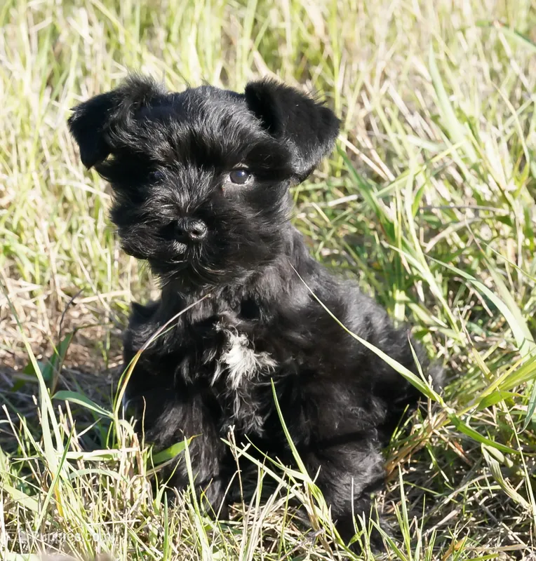 Duke – Miniature Schnauzer puppy for sale in Blum, TX