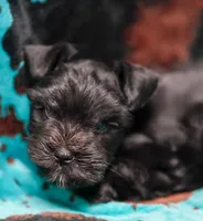 Duke, a male Miniature Schnauzer for sale in Blum, TX – 3 of 5
