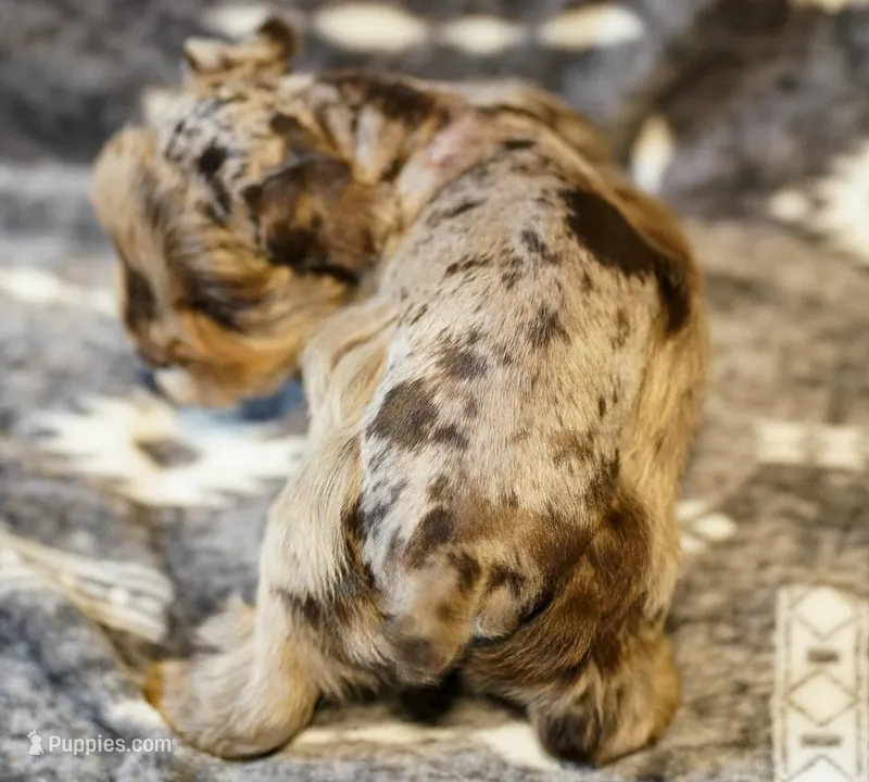 Max – Miniature Schnauzer puppy for sale in Blum, TX