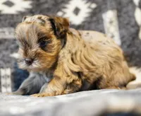 Max, a male Miniature Schnauzer for sale in Blum, TX – Photo 5 of 7