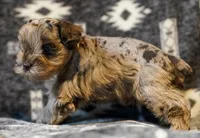 Max, a male Miniature Schnauzer for sale in Blum, TX – Photo 3 of 7