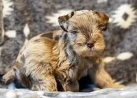 Max, a male Miniature Schnauzer for sale in Blum, TX – Photo 7 of 7