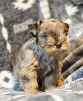 Max, a male Miniature Schnauzer for sale in Blum, TX – Photo 2 of 7