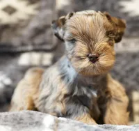 Max, a male Miniature Schnauzer for sale in Blum, TX – Photo 4 of 7