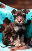 King, a male Miniature Schnauzer for sale in Blum, TX – 5 of 6