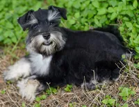 Romeo, a male Miniature Schnauzer for sale in Blum, TX – 3 of 10
