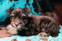 King, a male Miniature Schnauzer for sale in Blum, TX – 3 of 6