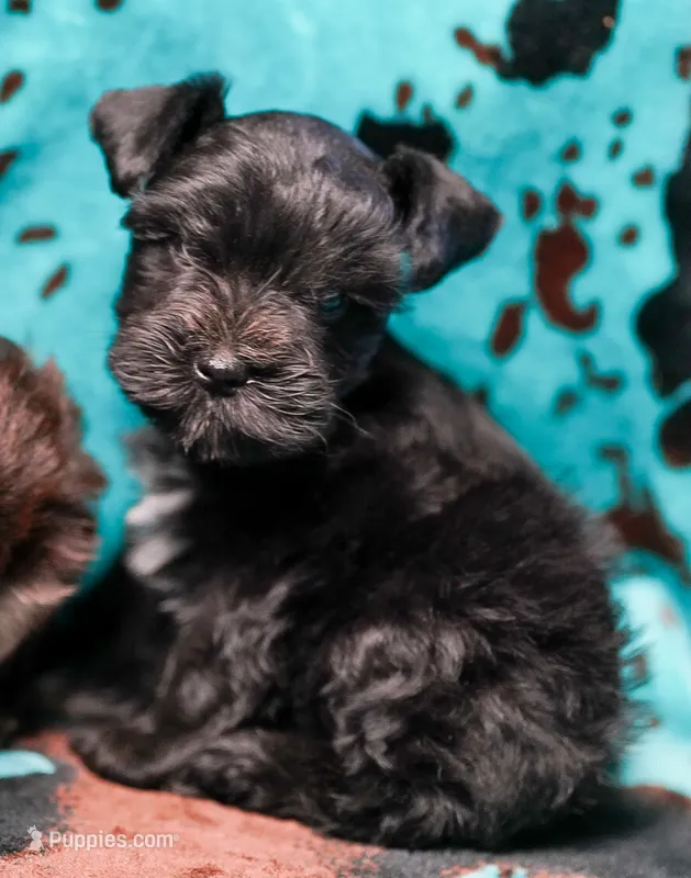 Duke – Miniature Schnauzer puppy for sale in Blum, TX