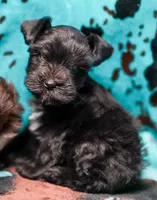 Duke, a male Miniature Schnauzer for sale in Blum, TX – 1 of 5