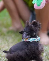 Toy/Tootsie roll, a female Miniature Schnauzer for sale in Blum, TX – 5 of 9