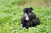 Romeo, a male Miniature Schnauzer for sale in Blum, TX – 9 of 10