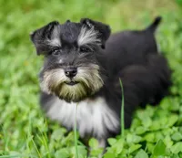 Romeo, a male Miniature Schnauzer for sale in Blum, TX – 10 of 10