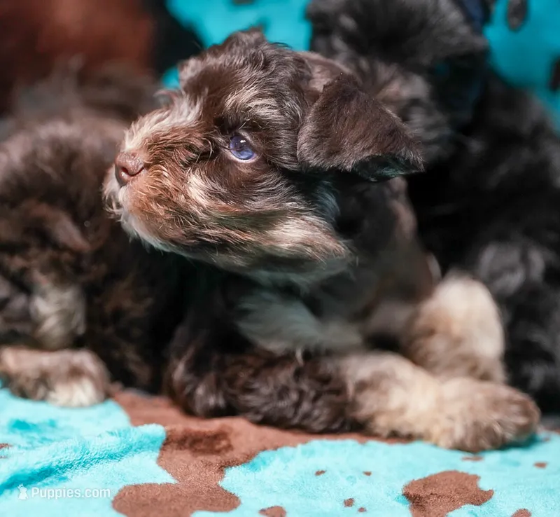 King – Miniature Schnauzer puppy for sale in Blum, TX