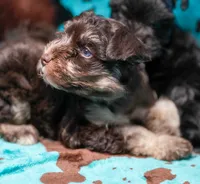 King, a male Miniature Schnauzer for sale in Blum, TX – 1 of 6