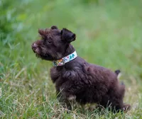 Toy/Tootsie roll, a female Miniature Schnauzer for sale in Blum, TX – 1 of 9