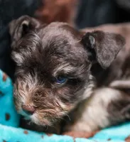 King, a male Miniature Schnauzer for sale in Blum, TX – 4 of 6