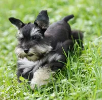 Romeo, a male Miniature Schnauzer for sale in Blum, TX – 8 of 10