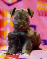 Mouse , a female Miniature Schnauzer for sale in Blum, TX – Photo 3 of 7