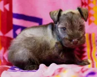 Mouse , a female Miniature Schnauzer for sale in Blum, TX – Photo 5 of 7